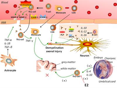 Pregnancy-Related Immune Changes and Demyelinating Diseases of the Central Nervous System